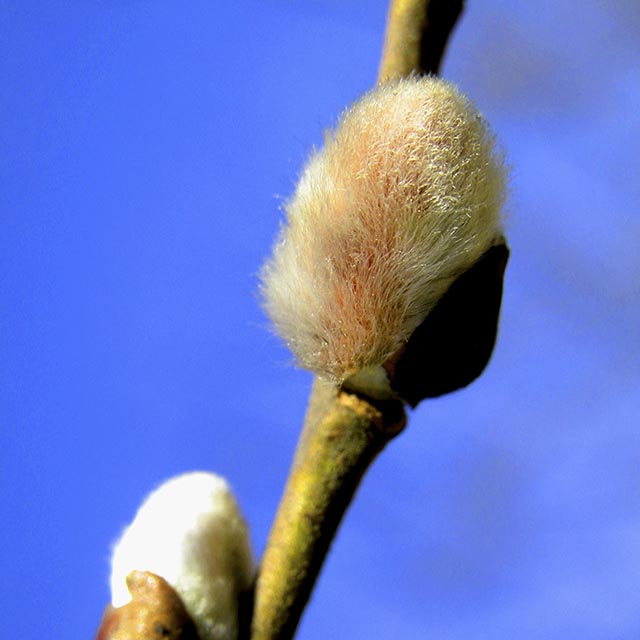 � Pfarre Altsimmering