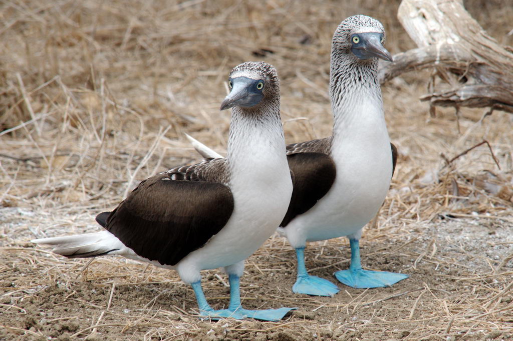 � Helmut Klauninger