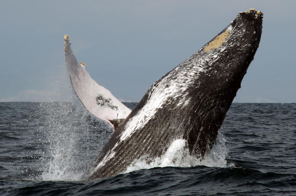 � Helmut Klauninger