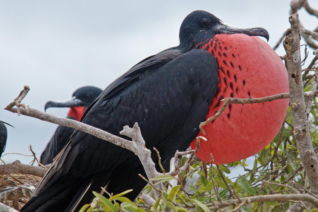 � Helmut Klauninger