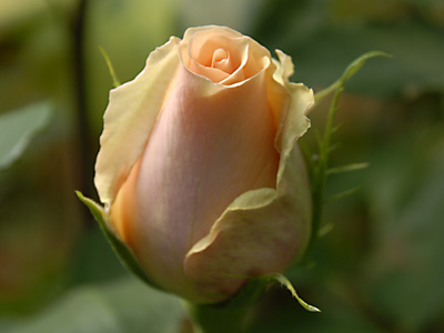 � Helmut Klauninger