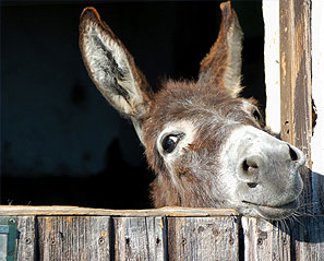 � Caritas / www.schenkenmitsinn.at